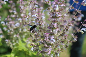 NABU und Land engagieren sich mit Natur nah dran gegen das Insektensterben. Foto: NABU/Anette Marquardt
