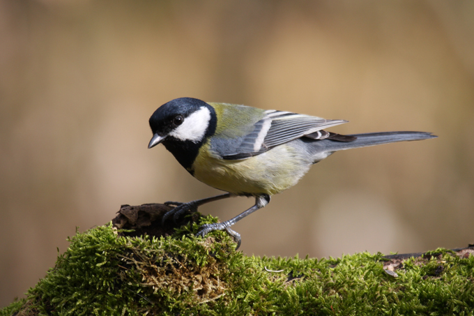 Einer der häufigsten Gartenvögel: die Kohlmeise - Foto: Bernd Birkhahn