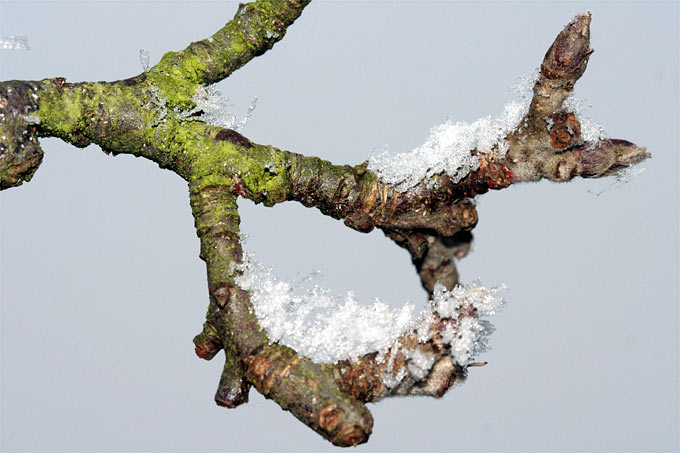 Winterlicher Apfelzweig - Foto: Helge May
