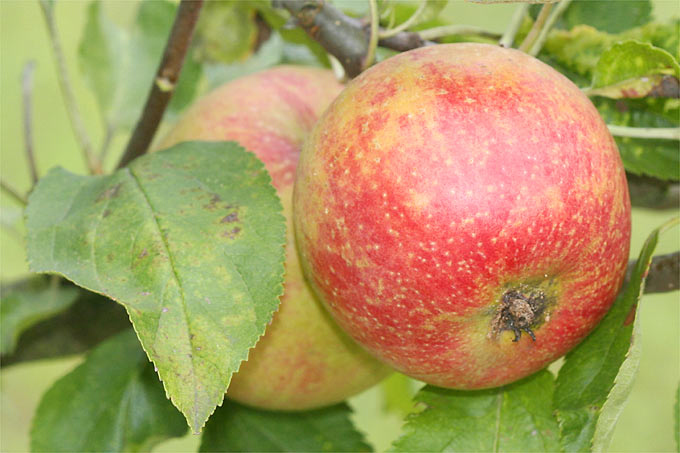 Äpfel am Baum – Foto: Helge May