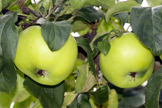 Äpfel der Sorte „Grüner Rambur“ – Foto: Helge May