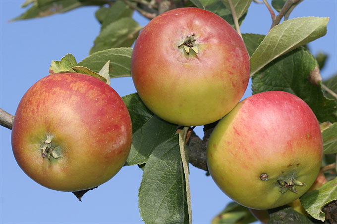 Äpfel der Sorte „Winter-Goldparmäne“ – Foto: Helge May