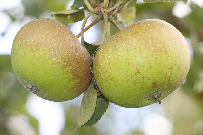 Äpfel der Sorte „Zabergäu-Renette“ – Foto: Helge May