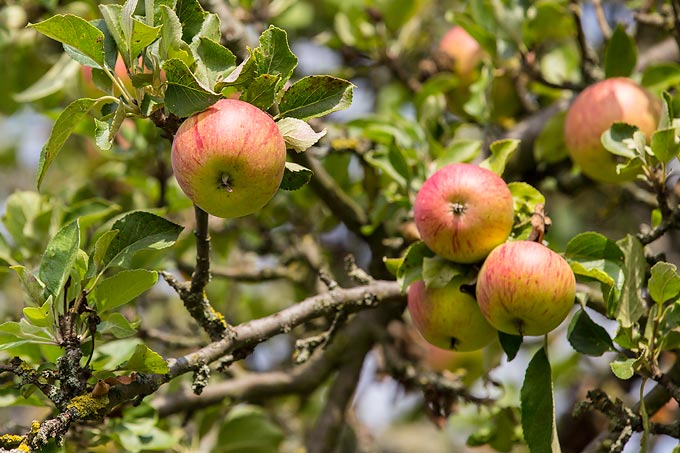 Streuobst-Äpfel sinken im Wert. Viele Streuobstwiesen werden aufgegeben: Die biologische Vielfalt ist in Gefahr.  Foto: Jana Jablonski