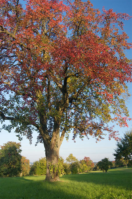 Herbstlicher Birnbaum - Foto: Christoph Kasulke