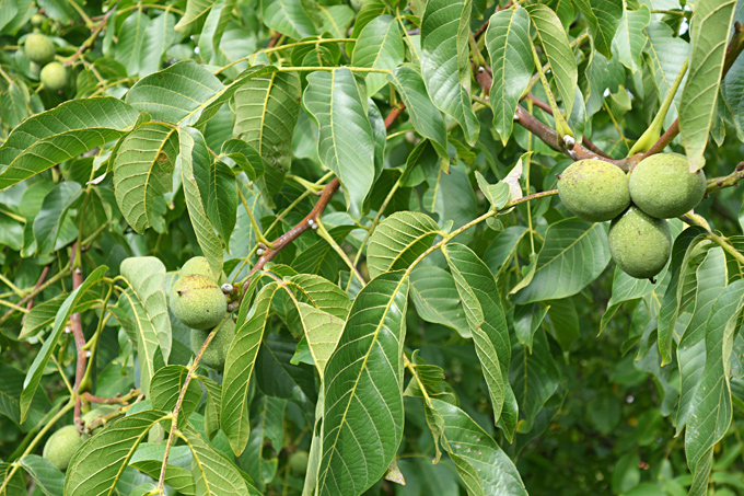 Walnussbaum mit Früchten im Frühherbst. - Foto: Yvonne Martin