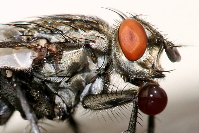 Fliege mit Nahrungstropfen - Foto: Helge May