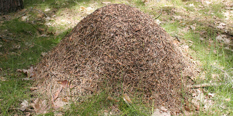 Ameisenhaufen - Foto: Helge May
