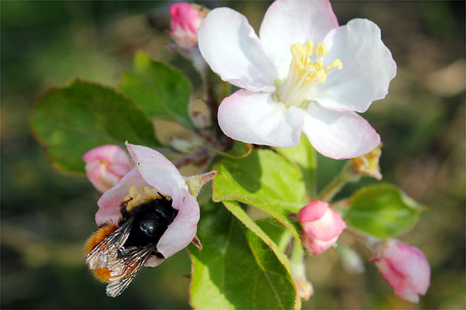 Gehörnte Mauerbiene auf einer Apfelblüte - Foto: Helge May