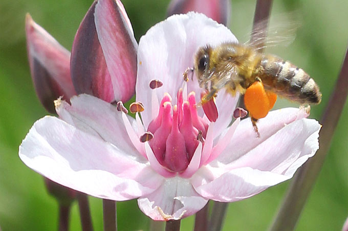 Honigbiene an Schwanenblume - Foto: Helge May