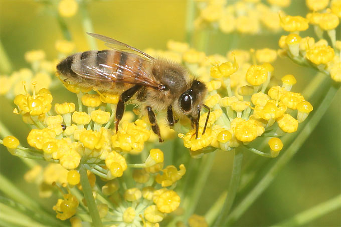 Honigbiene auf Fenchel - Foto: Helge May