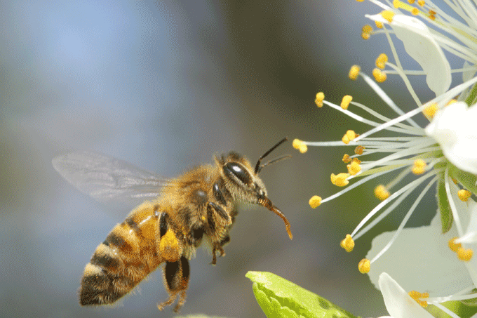 Honigbienen mögen keinen Regen - Foto: Wolfgang Ewert