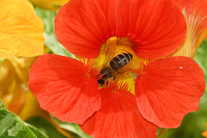 Honigbiene an Kapuzinerkresse - Foto: Helge May