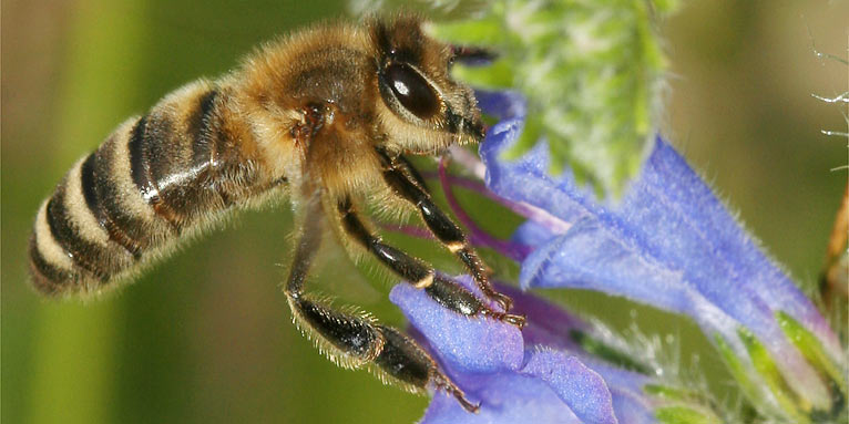 Honigbiene an Natternkopf - Foto: Helge May