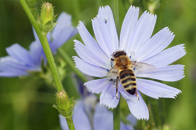 Honigbiene an Wegwarte - Foto: Helge May