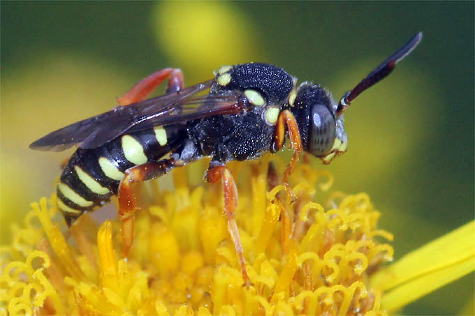 Wespenbiene auf Sumpf-Greiskraut - Foto: Helge May