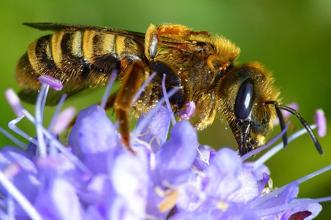 Seltene Wildbienen in Crailsheim entdeckt