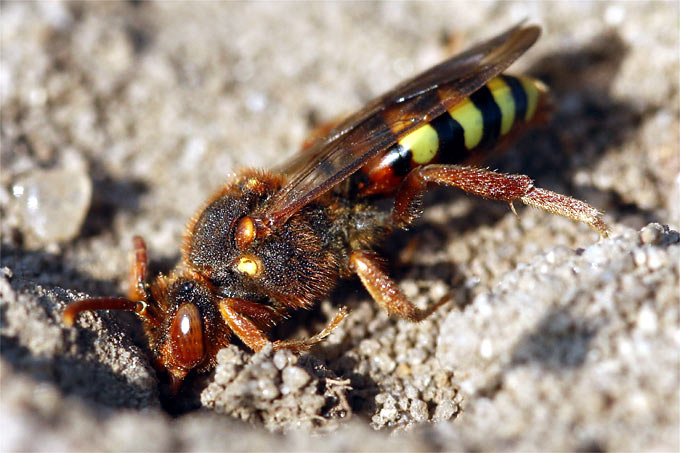 Die Rothaarige Wespenbiene krabbelt in einen Nesteingang. - Foto: Frank Aeckersberg/www.naturgucker.de