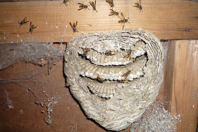 Geöffnetes Nest der Sächsischen Wespe (Dolichovespula saxonica) - Foto: Melanie von Orlow
