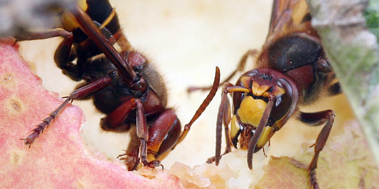 Hornissen fressen an Apfel - Foto: Helge May