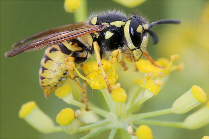 Wespen finden in der Natur immer weniger Nahrung. Daher freuen sie sich besonders über unseren gedeckten Tisch. - Foto: Helge May