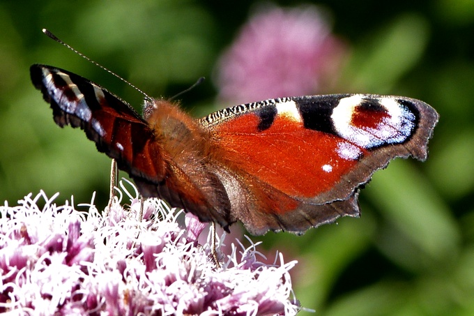 Schrägansicht eines Schmetterlings auf Blüten