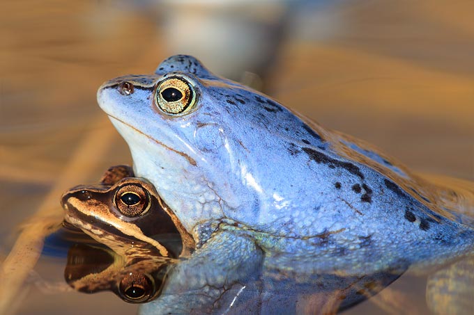 Moorfroschpaar - Foto: Klemens Karkow