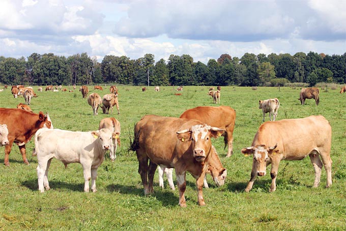 Rinder auf der Weide - Foto: Helge May