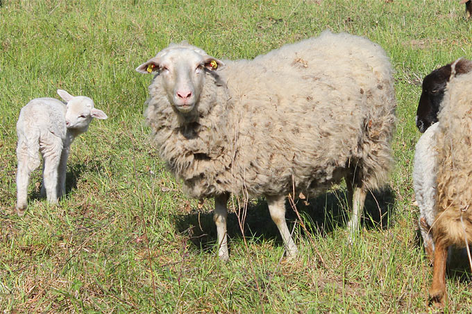 Schaf mit Lamm - Foto: Helge May