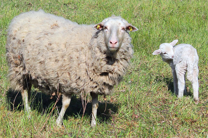Schaf mit Lamm - Foto: Helge May