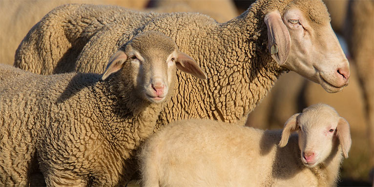 Schafe mit Lamm - Foto: Frank Derer