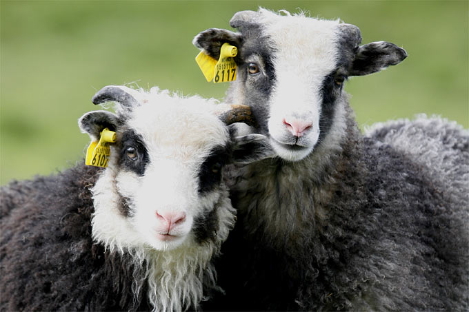 Schafe sind lebendige Biotopvernetzer, weil sie in Fell und Magen Pflanzensamen verbreiten.