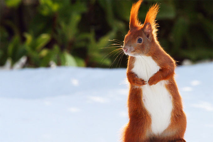 Eichhörnchen im Schnee - Foto: Tom Kanni