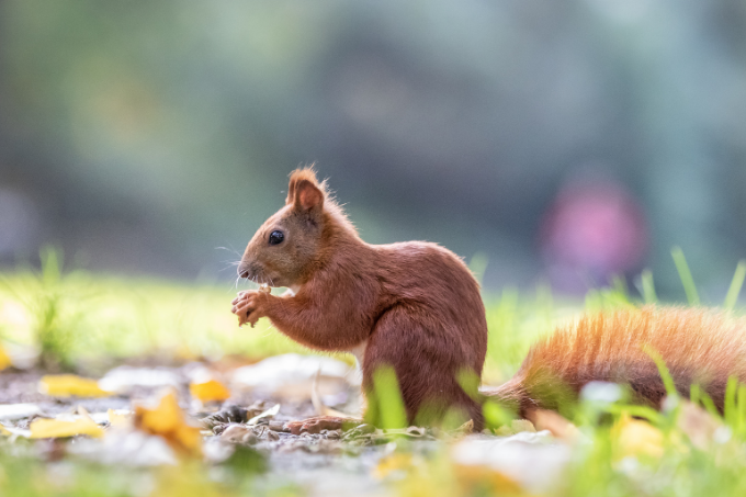 Eichhörnchen - Foto: Marc Scharping