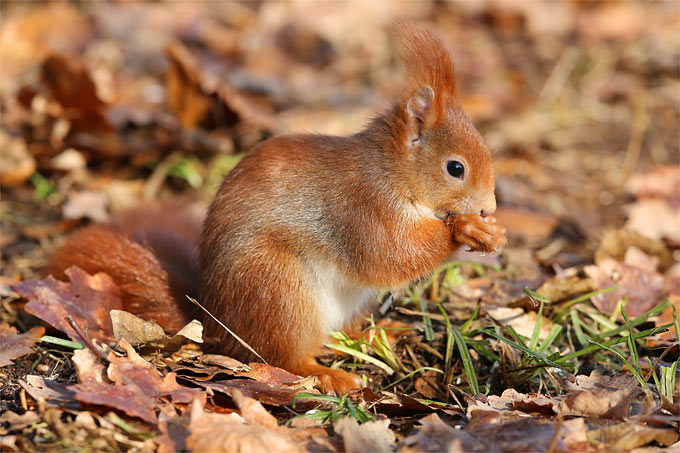 Eichhörnchen - Foto: Frank Derer