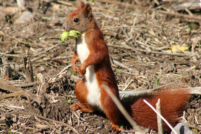 Eichhörnchen - Foto: Carsten Pusch