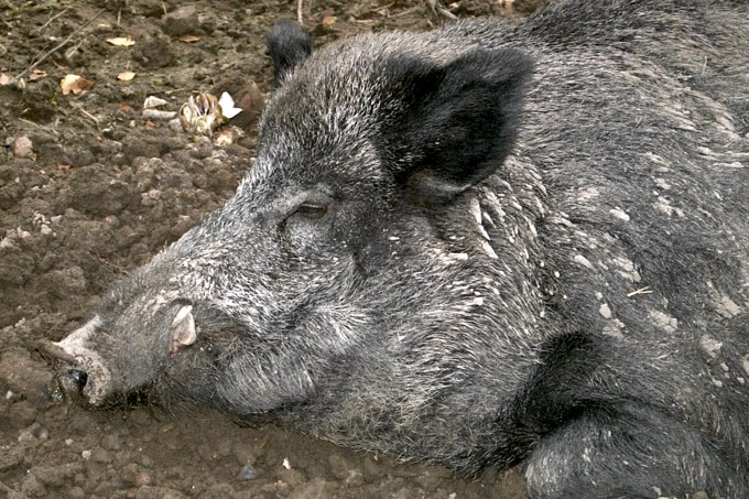 <b>Wildschweine</b> sind bekannt für ihre guten Riecher.