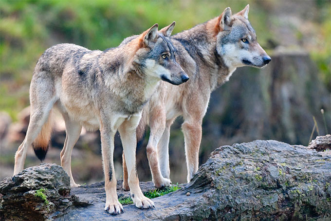 Ein Wolfsrudel  besetzt rund 200 Quadratkilometer - Foto: Christoph Bosch