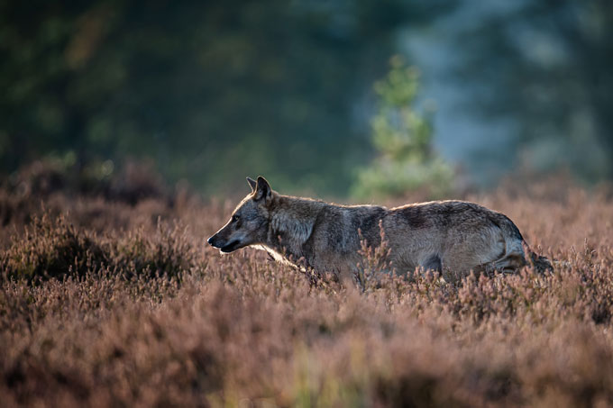 Wölfe wandern weite Strecken. - Foto: Heiko Anders