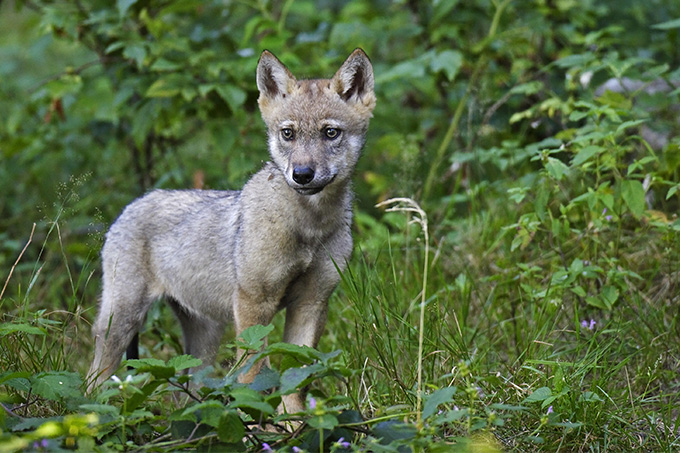 Der NABU freut sich über den Wolfsnachwuchs im Schwarzwald. - Foto: NABU/Marcus Bosch (Wichtig: Das Foto zeigt ein Beispielbild eines Wolfswelpen. Die Welpen im Schwarzwald wurden noch nicht gesichtet und es gibt kein Bildmaterial.)