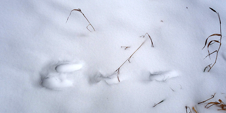 Feldhasenspuren im Schnee - Foto: Yvonne Martin