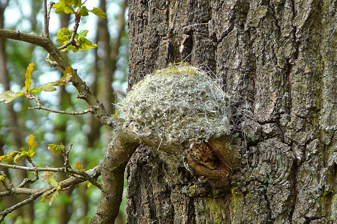 Nest eines Buchfinken - Foto: Krzysztof Wesolowski
