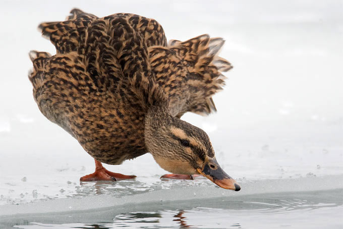 Ja, auch Enten bekommen kalte Füße. Und das ist auch gut so. - Foto: Frank Derer