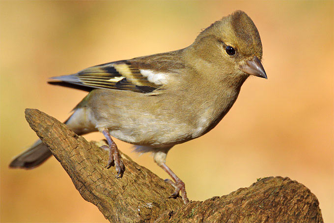 Buchfinken-Weibchen - Foto: Frank Derer