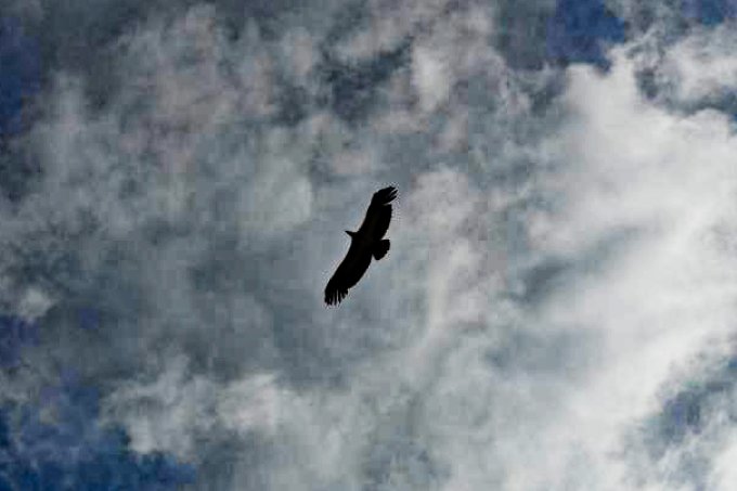 Gänsegeier am Himmel - Foto: NABU-Vogelschutzzentrum Mössingen