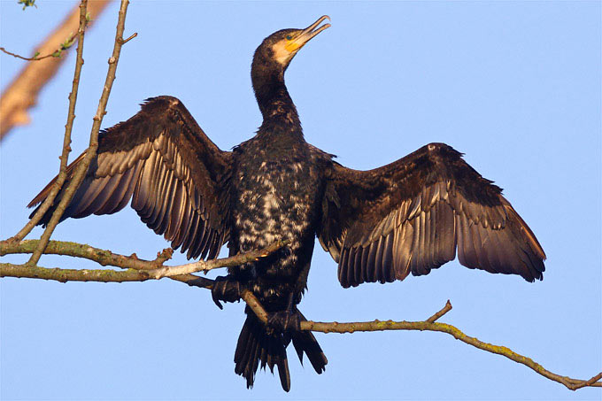 Kormoran - Foto: Frank Derer