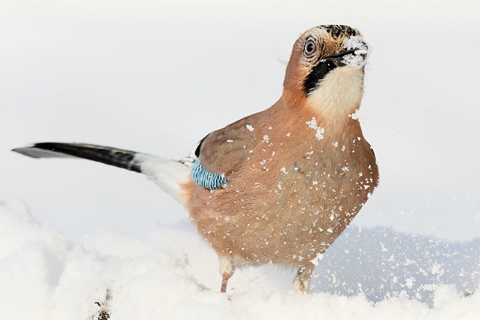 Eichelhäher im  Schnee - Foto: Frank Derer