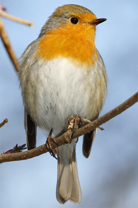 Rotkehlchen - Foto: Frank Derer