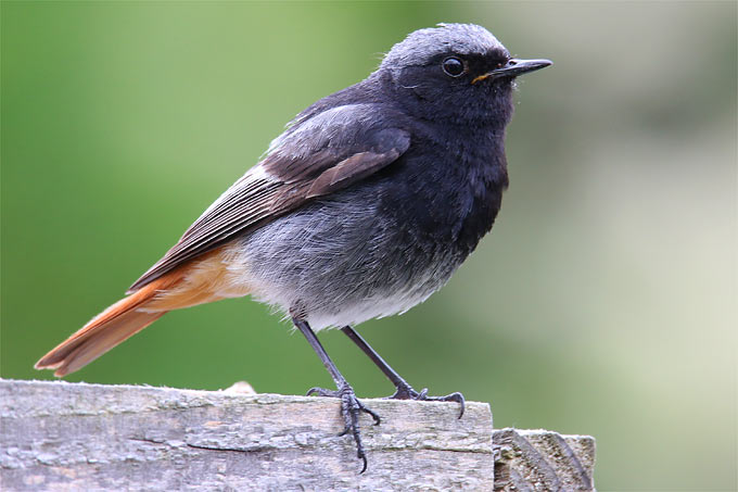 Hausrotschwanzmännchen - Foto: Frank Derer