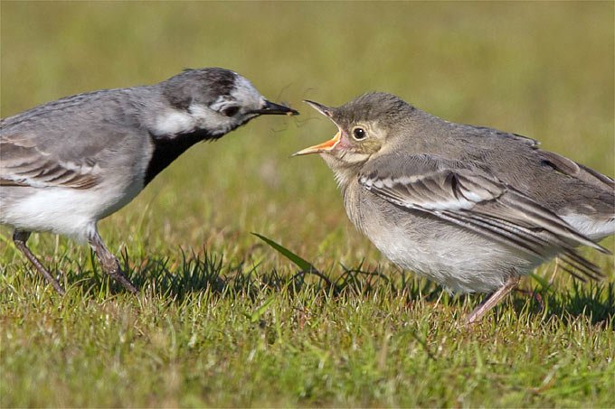 Bachstelze füttert Jungvogel - Foto: NABU/Andreas Trepte